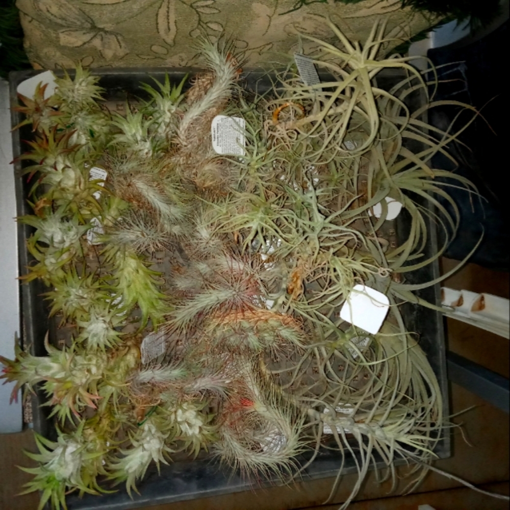 Airplants (Tillandsia's). Any 3.